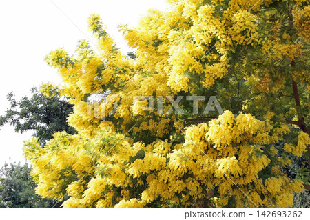 西班牙盛開的黃色含羞草（金合歡）花 142693262