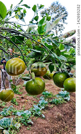 View from near an orange orchard, Malang, East Java. View from near an orange orchard, Malang, East Java. 142693282