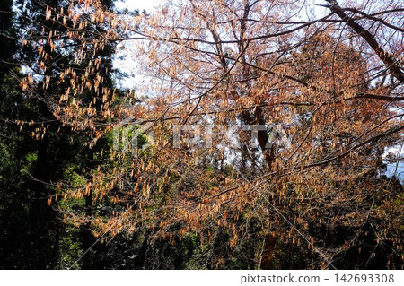 [神奈川縣] 散花鵝耳櫪的花穗 142693308