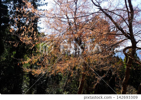 [神奈川縣] 散花鵝耳櫪的花穗 142693309
