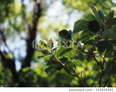 特寫鏡頭下的木槿花苞（公園裡沐浴在斑駁陽光的木槿花） 142693491
