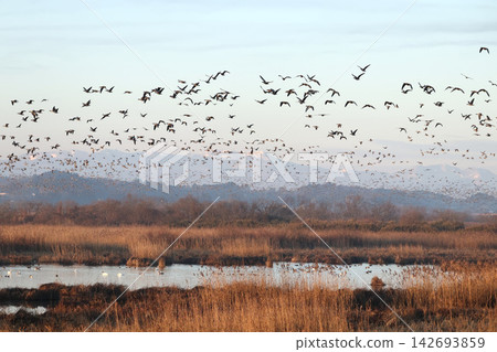 A flock of geese taking flight from Shiratori Floodplain and Kabukuri Marsh in the early winter morning (Osaki City, Miyagi Prefecture) A flock of geese taking flight from Shiratori Floodplain and Kabukuri Marsh in the early winter morning (Osaki City, Miyagi Prefecture) 142693859