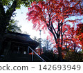 Autumn leaves of Shaabayashi Shintoji temple 142693949