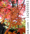 Autumn leaves of Shaabayashi Shintoji temple 142693953