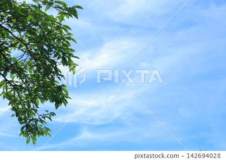 清新的藍天和清新的綠色 142694028