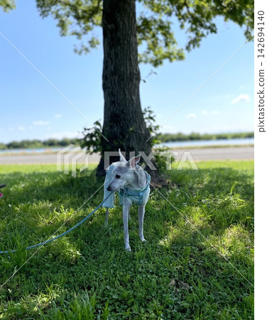 一隻年長的義大利靈緹犬在自然公園散步。 一隻年長的義大利靈緹犬在自然公園散步。 142694140