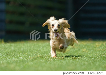 A long-haired dachshund happily playing in a grassy dog run. A long-haired dachshund happily playing in a grassy dog run. 142694275