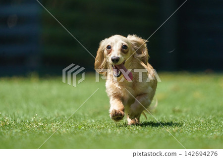 A long-haired dachshund happily playing in a grassy dog run. A long-haired dachshund happily playing in a grassy dog run. 142694276