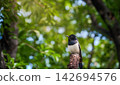 a small oriental magpie robin bird singing a song on a branch in the garden 142694576