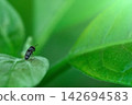 small fruit fly bug standing on a freshness green leaf faced to the sun in very narrow focusing on some part of the insect and keep other part blurred 142694583