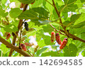 The ripe mulberries are on the branches waiting to be harvested 142694585