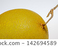 a big round beautiful golden color cantaloup isolated on a white background 142694589
