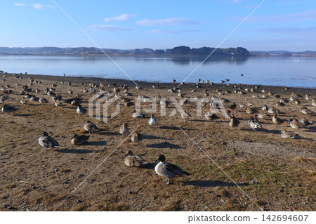 A flock of ducks gathered on the shore of Uchinuma Lake (Kurihara City, Miyagi Prefecture) A flock of ducks gathered on the shore of Uchinuma Lake (Kurihara City, Miyagi Prefecture) 142694607