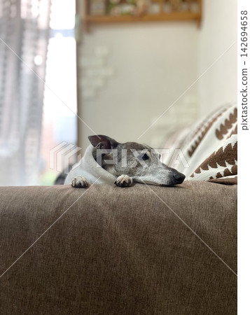 A senior Italian Greyhound relaxing on the sofa with its chin resting on it. A senior Italian Greyhound relaxing on the sofa with its chin resting on it. 142694658