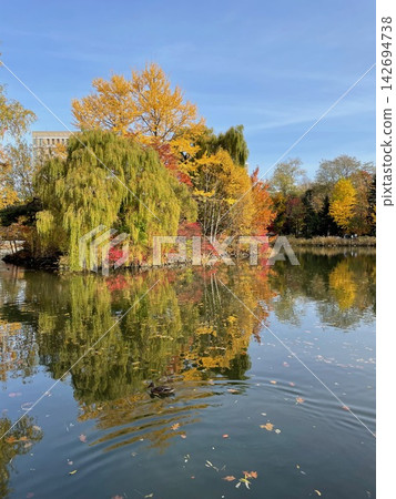 札幌中島公園的秋葉及其在水面上的倒影。 札幌中島公園的秋葉及其在水面上的倒影。 142694738