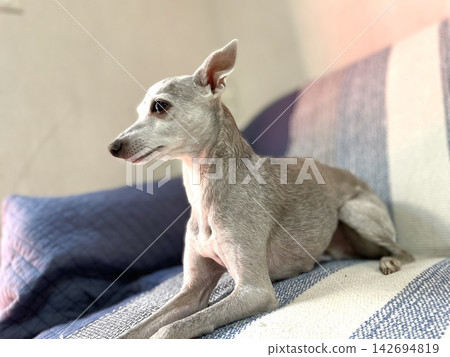 一隻年長的義大利靈緹犬正慵懶地躺在陽光灑滿的沙發上。 一隻年長的義大利靈緹犬正慵懶地躺在陽光灑滿的沙發上。 142694819