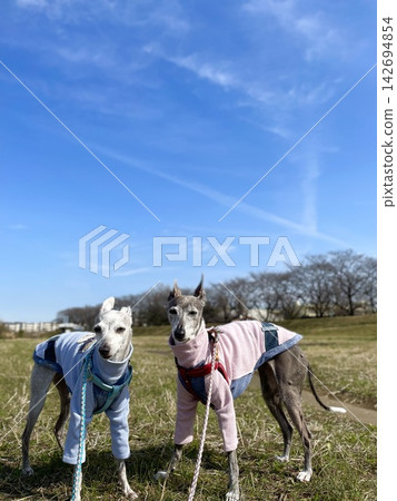 一隻年長的義大利靈緹犬在藍天下散步 一隻年長的義大利靈緹犬在藍天下散步 142694854