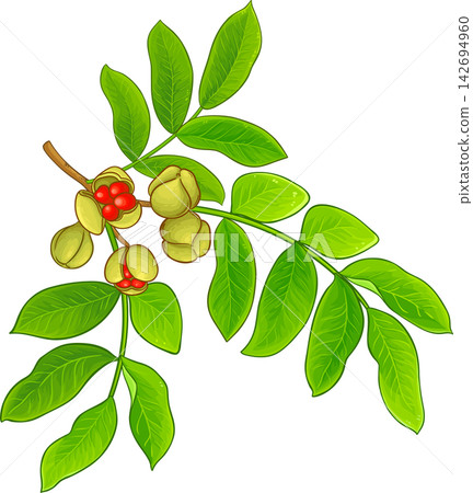 Mafura Branch Colored Detailed Illustration Mafura Branch Colored Detailed Illustration 142694960