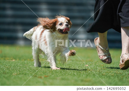 一隻查理王小獵犬在綠草茵的狗場裡快樂地玩耍。 一隻查理王小獵犬在綠草茵的狗場裡快樂地玩耍。 142695032