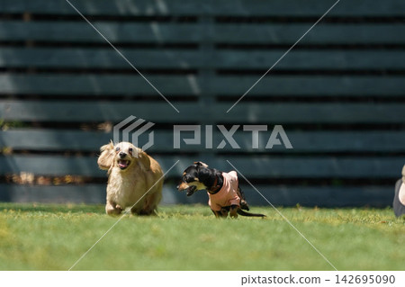 A Dachshund and a Chiweenie playing together at the dog park. A Dachshund and a Chiweenie playing together at the dog park. 142695090