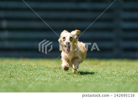 一隻長毛臘腸犬在綠草茵的狗場裡快樂地玩耍。 一隻長毛臘腸犬在綠草茵的狗場裡快樂地玩耍。 142695116