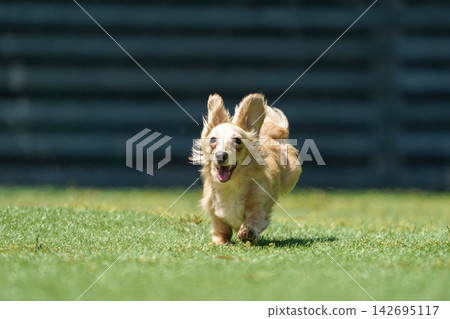 一隻長毛臘腸犬在綠草茵的狗場裡快樂地玩耍。 一隻長毛臘腸犬在綠草茵的狗場裡快樂地玩耍。 142695117