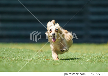 一隻長毛臘腸犬在綠草茵的狗場裡快樂地玩耍。 142695118