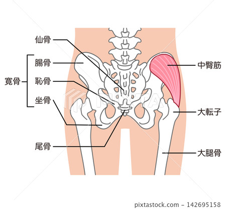 臀中肌、骨盆周圍的骨骼、髖關節 臀中肌、骨盆周圍的骨骼、髖關節 142695158