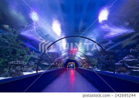 Photo of a tropical fish on a coral reef in an aquarium Photo of a tropical fish on a coral reef in an aquarium 142695244
