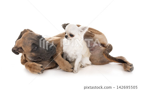 puppy italian mastiff and chihuahua puppy italian mastiff and chihuahua 142695505