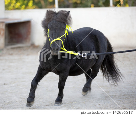 miniature horse with halter miniature horse with halter 142695517