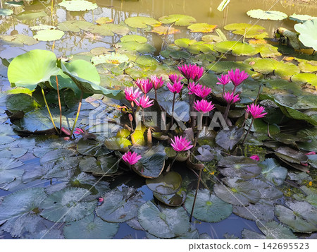 Vibrant Pink Water Lilies in a Pond Vibrant Pink Water Lilies in a Pond 142695523