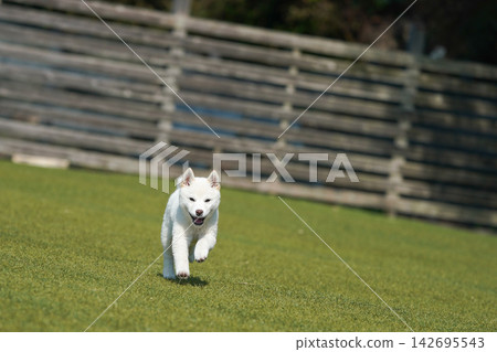 A white Shiba Inu playing energetically in a grassy dog run. A white Shiba Inu playing energetically in a grassy dog run. 142695543