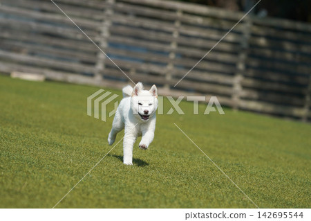 A white Shiba Inu playing energetically in a grassy dog run. 142695544
