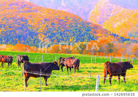 A herd of grazing cows and vibrant autumn leaves 142695638
