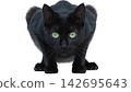 Realistic cat isolated on transparent background.  142695643