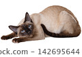 Realistic cat isolated on transparent background.  142695644