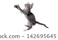 Realistic cat isolated on transparent background.  142695645