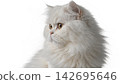Realistic cat isolated on transparent background.  142695646