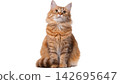 Realistic cat isolated on transparent background.  142695647