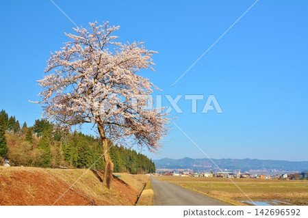 開花在鄉下的一棵櫻桃樹 開花在鄉下的一棵櫻桃樹 142696592