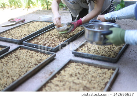 A woman sowing rice seeds A woman sowing rice seeds 142696637