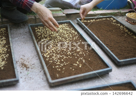 A woman sowing rice seeds A woman sowing rice seeds 142696642