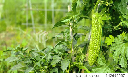 Fresh bitter melons growing on vines in a home garden Fresh bitter melons growing on vines in a home garden 142696667