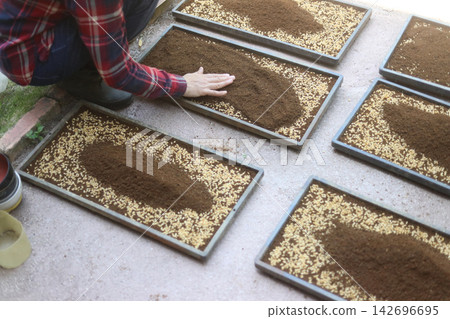 A woman leveling the soil in a seedling tray. A woman leveling the soil in a seedling tray. 142696695