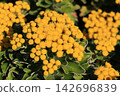 Isogic flowers 142696839