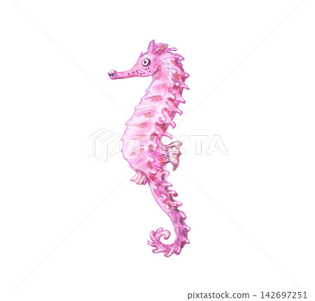 Pink seahorse isolated on white background. Hand drawn marine illustration of cute tropical underwater animal. Delicate detailed ocean creature character for design Pink seahorse isolated on white background. Hand drawn marine illustration of cute tropical underwater animal. Delicate detailed ocean creature character for design 142697251