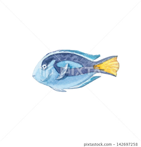 Blue tang fish isolated on white background. Hand drawn marine illustration of cute tropical surgeonfish underwater animal. Delicate detailed ocean creature character for design Blue tang fish isolated on white background. Hand drawn marine illustration of cute tropical surgeonfish underwater animal. Delicate detailed ocean creature character for design 142697258