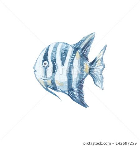 Watercolor striped angelfish isolated on white background. Hand drawn marine illustration of cute tropical convict tang underwater animal. Delicate detailed ocean creature character for design Watercolor striped angelfish isolated on white background. Hand drawn marine illustration of cute tropical convict tang underwater animal. Delicate detailed ocean creature character for design 142697259