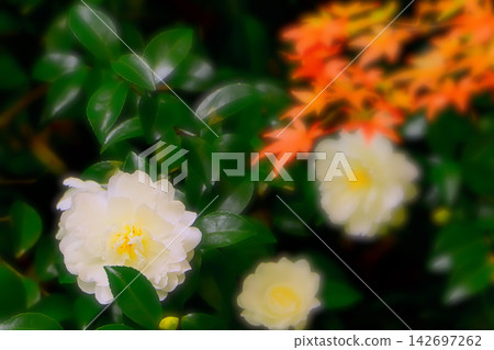 白色山茶花和秋葉 白色山茶花和秋葉 142697262